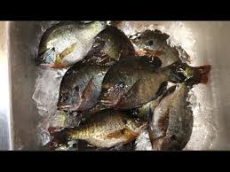 Heat a gas or charcoal grill to high, then allow the heat to decrease to medium. Catch And Cook Bluegill Bream And Sunfish Cooking Recipe Youtube