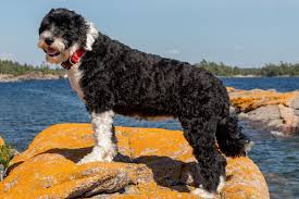 17 Water Dog Breeds To Know - Purewow