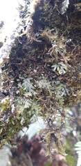 Image result for Hymenophyllum triangulare