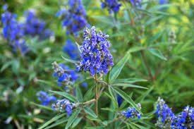 Image result for Vitex obovata