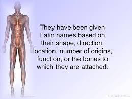 This quiz focuses on the learning the major muscles of the body doesn't have to be difficult—use this anatomy quiz game to. There Are Over 600 Muscles In The Human Body They Have Been Given Latin Names Based On Their Shape Direction Location Number Of Origins Function Ppt Download