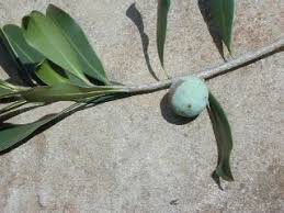 Image result for Warburgia ugandensis
