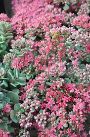 Image result for Sedum ruwenzoriense