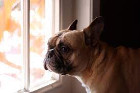 9 Signs Your Dog Misses You While You Re Gone The Dog People By Rover Com