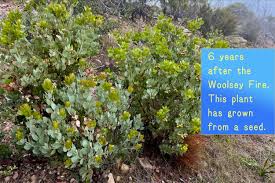 Image result for Maerua grantii