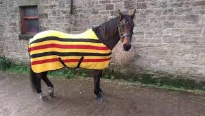How long can horses lay down? Why Do Wild Horses Live Longer Than Domestic Horses Quora