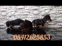 Dachshund Sosis Fiyatlari 05412625853 Kopek Sosis