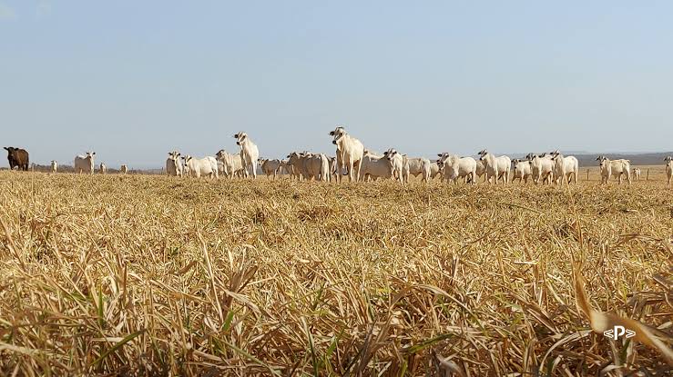 Período de seca e os desafios na pecuária: impactos e estratégias de adaptação | Ponta Agro