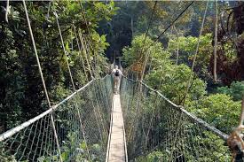 Exotic malaysian adventures in pahang: Private Tour Day Trip To Taman Negara National Park With Trekking Boat 2021 Kuala Lumpur