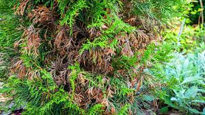 Image result for thuja drying out dead dried symptoms)