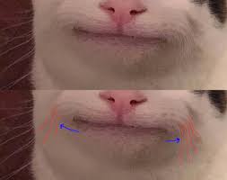 A Dandy Lion Polite Cat Isn T Photoshopped His Face Is