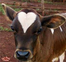 Pin By Ayse Denizli On Kalp Baby Farm Animals Cow Pictures Cute Baby Cow