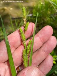 Image result for Carex johnstonii