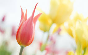 Image result for soft