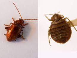 You should not buy just any ultrasonic pest repeller. Do Ultrasonic Pest Repellers Work On Fleas