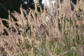 Needs sunny well drained spot. Great Plant Picks Unbeatable Plants For The Maritime Northwest Garden