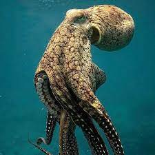 Big Octopus Superb They Are Saying Octopuses A Bizarre Phrase Animal Beautiful Sea Creatures Deep Sea Creatures Ocean Creatures