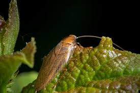 blatte les blattes, aussi appelées cafards ou cancrelats, sont des nuisibles particulièrement désagréables. Cafard De Jardin Ou Blatte De Jardin Comment S En Debarrasser