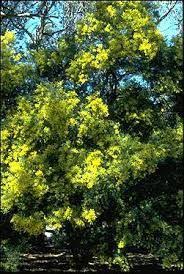 Brisbane Wattle Acacia Fimbriata Graceful Open Tree With Drooping Foliage Lemon Pom Pom Blossom Fast Growing But Short Lived Bush Garden Shrubs Acacia