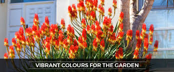These drought resistant plants withstand the worst heat. Aloe Aloe Flower Garden Plants Easy Gardening Drought Tolerant