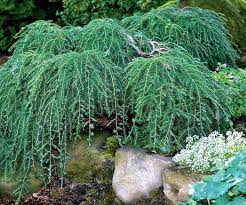 Mail Order Conifer Nursery Of Dwarf And Miniature Conifers Japanese Maples Bonsai And Fairy Garden Plan Japanese Garden Plants Conifers Garden Garden Shrubs