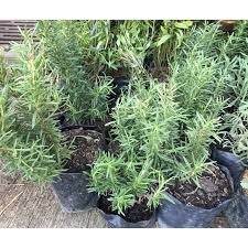 We did not find results for: Rosemary Plant For Sale Shopee Philippines