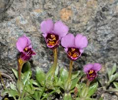 Image result for Phrymaceae