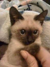 170 Cute Animals Ideas Cute Animals Animals Funny Animals