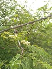 Image result for Acacia polyacantha