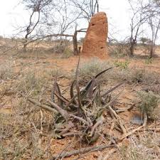 Image result for Aloe welwitschii