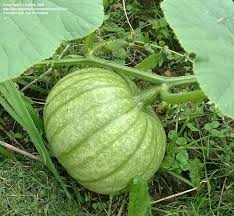 See more ideas about squash plant, squash, gardening tips. Plantfiles Pictures Kabocha Squash Japanese Pumpkin Jarrahdale Cucurbita Maxima By Galina