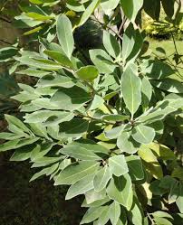 Image result for Laurus
