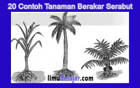 Yang mana satu antara bahagian pokok kelapa yang digunakan untuk membuat titi ? 20 Contoh Tanaman Berakar Serabut Terbaru Dan Penjelasan Lengkap