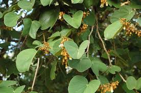Image result for Piliostigma thonningii