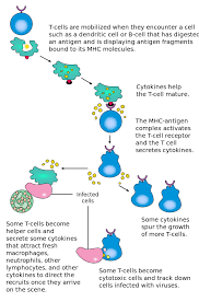 the immune system review article khan academy