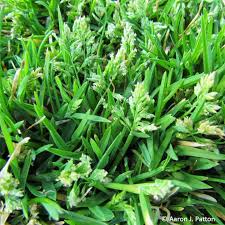 Image result for Poa