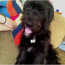 Black And White Old English Sheepdog Puppy My Little Old English Sheepdog Golden Retriever Mix Cutest Thing Out There 5months Old English Sheepdog Golden Retriever Mix English Sheepdog