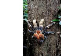 The Coconut Crab That Got Lucky Singapore News Top Stories The Straits Times