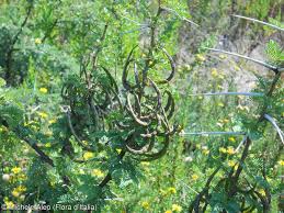 Image result for Acacia karroo