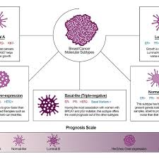 Negative side of the cancer profile. Molecular Subtypes Of Breast Cancer And Their Relative Prognostic Outcome Download Scientific Diagram