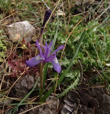 Image result for Moraea schimperi