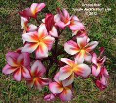 Dream Star Quite The Enigmatic Plumeria Dream Star Can Show Off Amazing Coloration But Only Under The Hottest Co Flower Pot Design Plumeria Sympathy Flowers