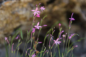 Image result for Radinosiphon leptostachya