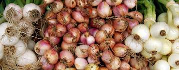 Putting onions in your socks might sound odd, but some people swear that it's a remedy for infections, such as the cold or flu. Do Onions Absorb Bacteria That Cause Illness Bestfoodfacts Org