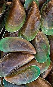 Henry Domke Fine Art Green Lipped Mussel Shells Sea Shells