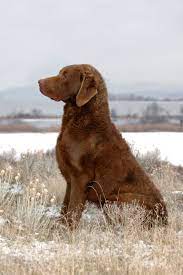 Picture Taken In Burbank Wa Chesapeake Bay Retriever Chesapeake Bay Retriever Dog Breeds Labrador Retriever Puppies