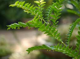 Image result for Phyllanthus beillei