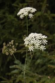 Image result for Pimpinella sp. A. of FZ 4: 594