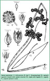 Image result for Juncus punctorius