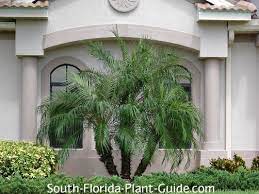 Appearance and morphology of the pygmy date palm. Pygmy Date Palm
